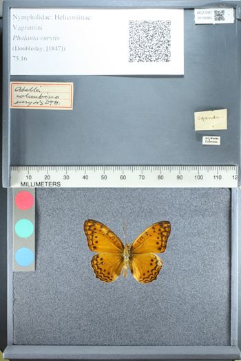 Media type: image;   Entomology 158965